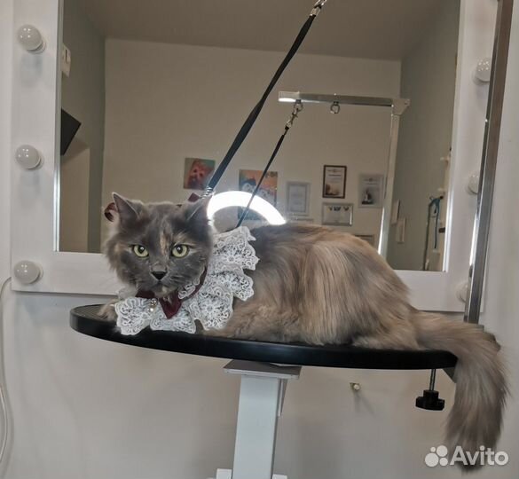 Стрижка, экспресс-линька собак и кошек