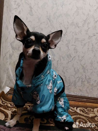 Передержка кошек, собак и грызунов/рептилий/птиц