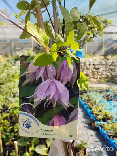 Саженцы клематиса