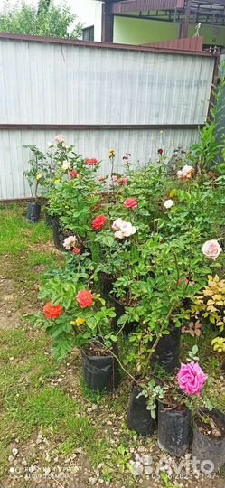 Кустовые розы в горшке