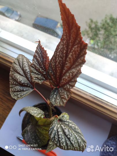 Бегония макулата или крылья ангела