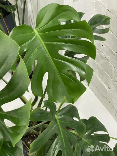 Монстера деликоса в горшке с автополивом lechuza