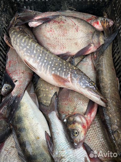 Свежая рыба