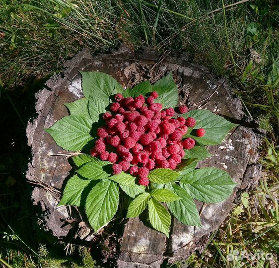 Малина (садовая)