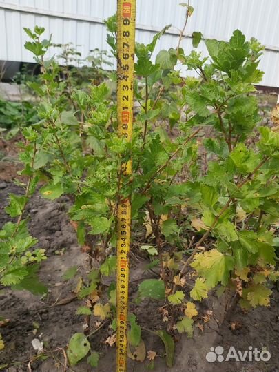 Саженцы крыжовника бесшипного