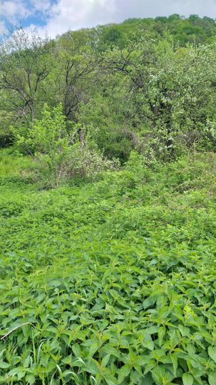 Участок 7 сот. (ИЖС)