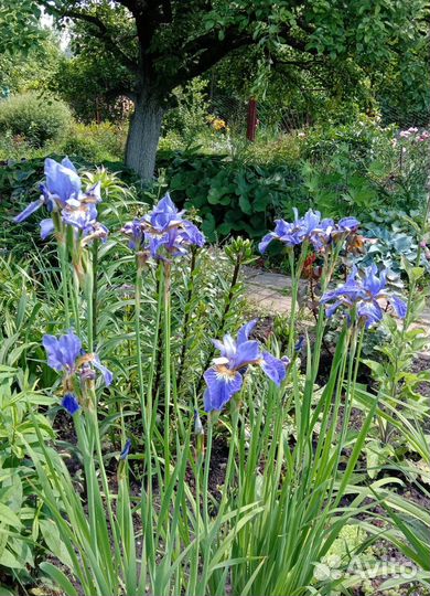 Продам ирис сибирский
