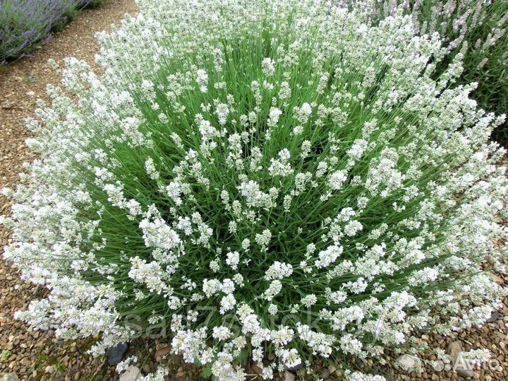 Саженцы белой лаванды