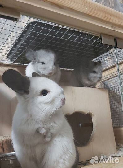 Детеныши шиншилл (Амур и Лорд)