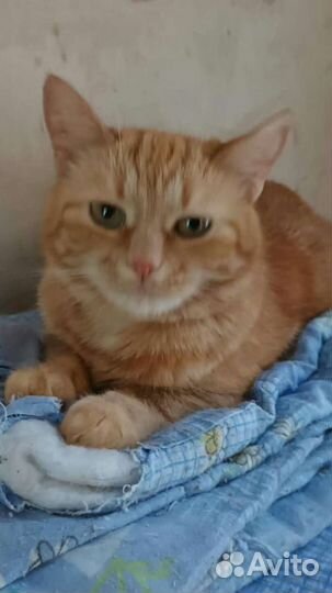 Жозефине нужна семья