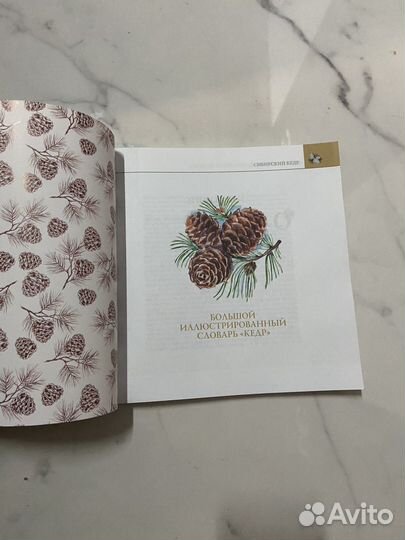 Кедр большой иллюстрированный словарь