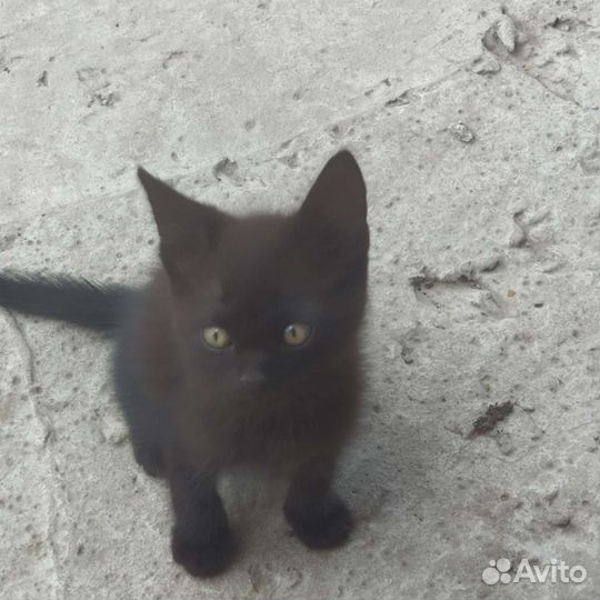 Котята вислоухие