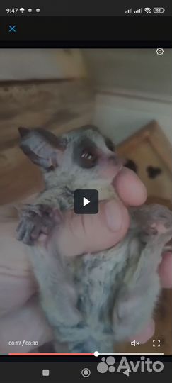 Домашнее животное