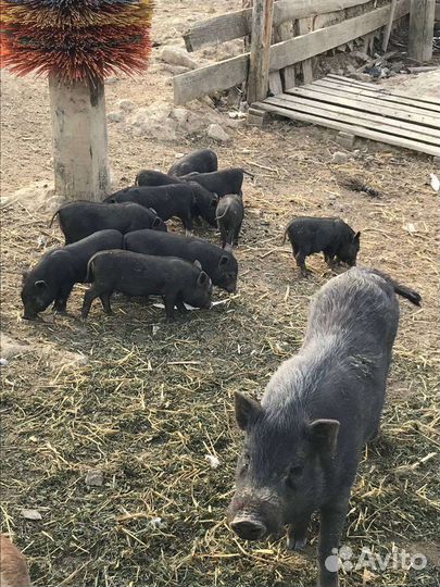 Вьетнамские вислобрюхие хряки и свиньи