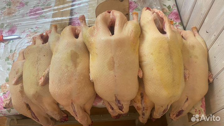 Утка домашняя мясо Черри Велли опт и розница