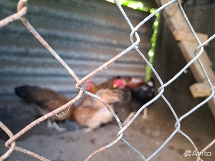 Куры молодки несушки