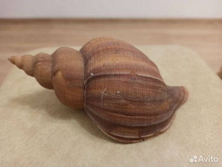 Морская раковина