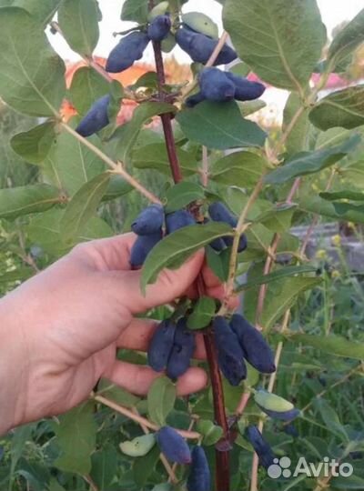 Жимолость лучших сортов бакчарской селекции зкс
