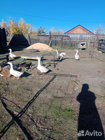 Холмогорские гуси