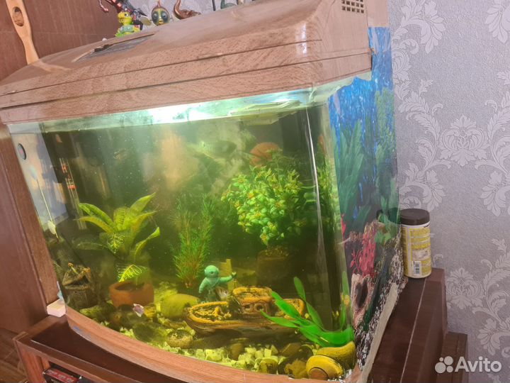 Аквариум с рыбами