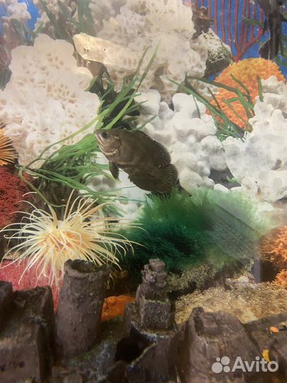 Астронотус