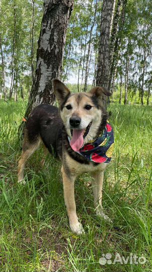 Очень добрый пёс в поисках дома