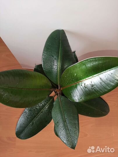 Фикус эластика Робуста