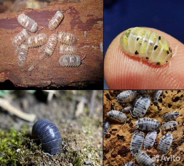 Сверчки,тараканы,личинки,улитки,грызуны,живой корм