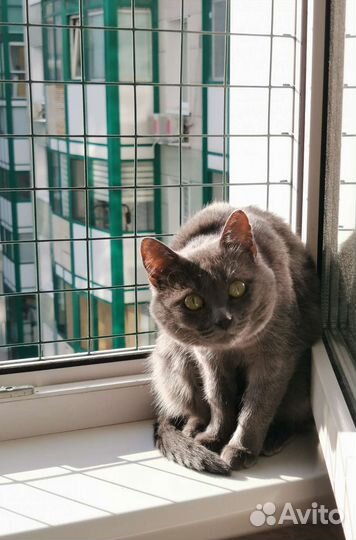 Кошка в добрые руки