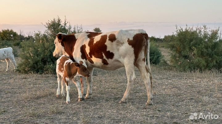 Коровы с телятами