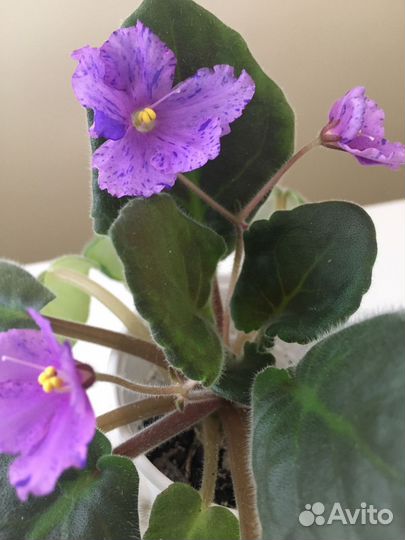Фиалки продажа