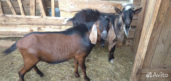 Козы, козлы