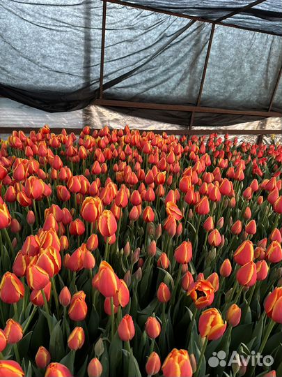 Тюльпаны