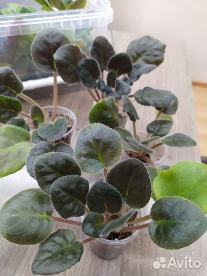 Сортовые фиалки