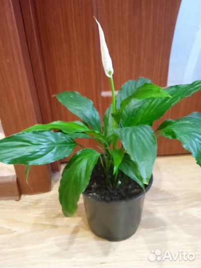 Спатифиллум