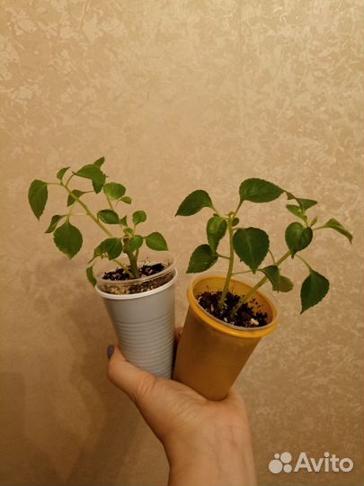 Бальзамин махровый белый