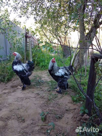 Брама тёмная петух породный