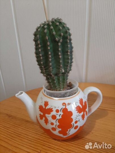 Кактус ежевидный
