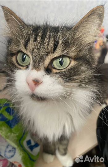 Отдаём в добрые руки