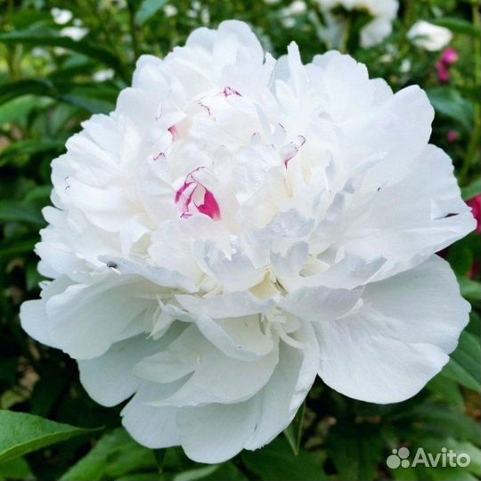 Корни пионов