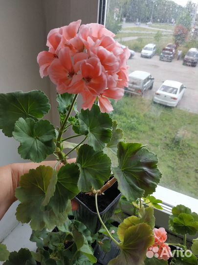 Пеларгонии сортовые