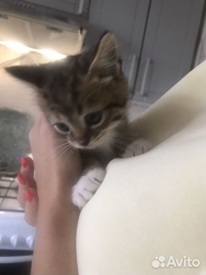 Котята в добрые руки бесплатно