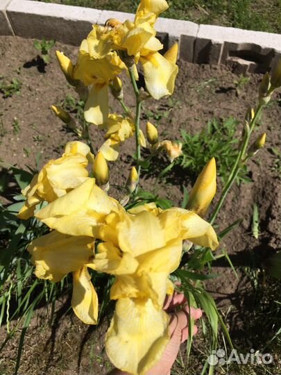Ирисы сортовые