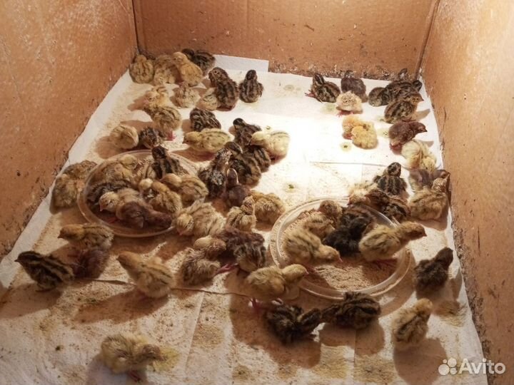 Перепелята суточные