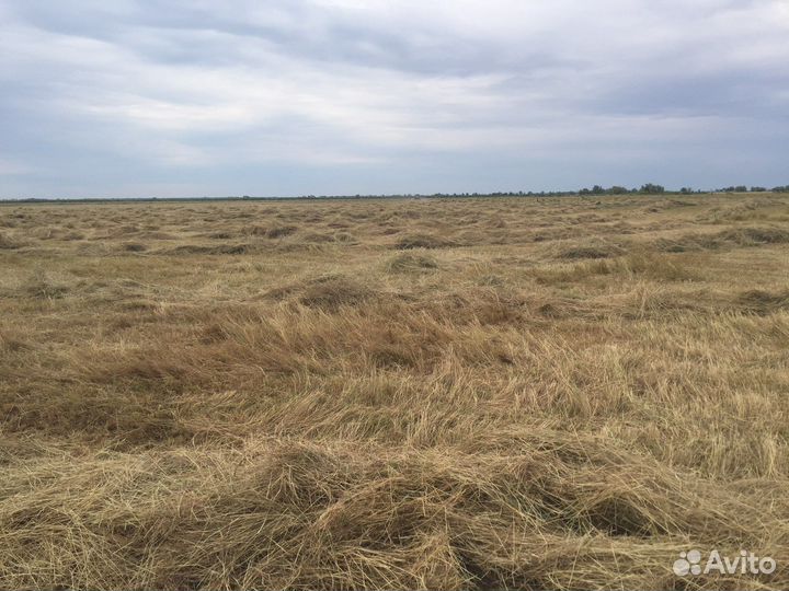 Сено в рулонах 2023