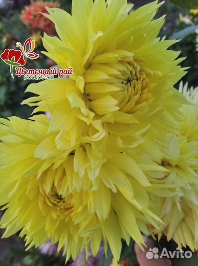 Георгины клубни