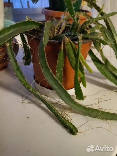 Кактусы и суккуленты