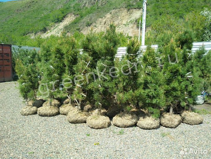 Саженцы Кедр Сибирский 130-170см Экстра класс