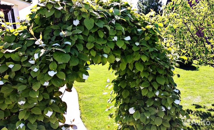 Актинидия коломикта