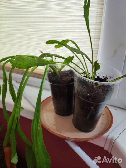 Ромашка садовая